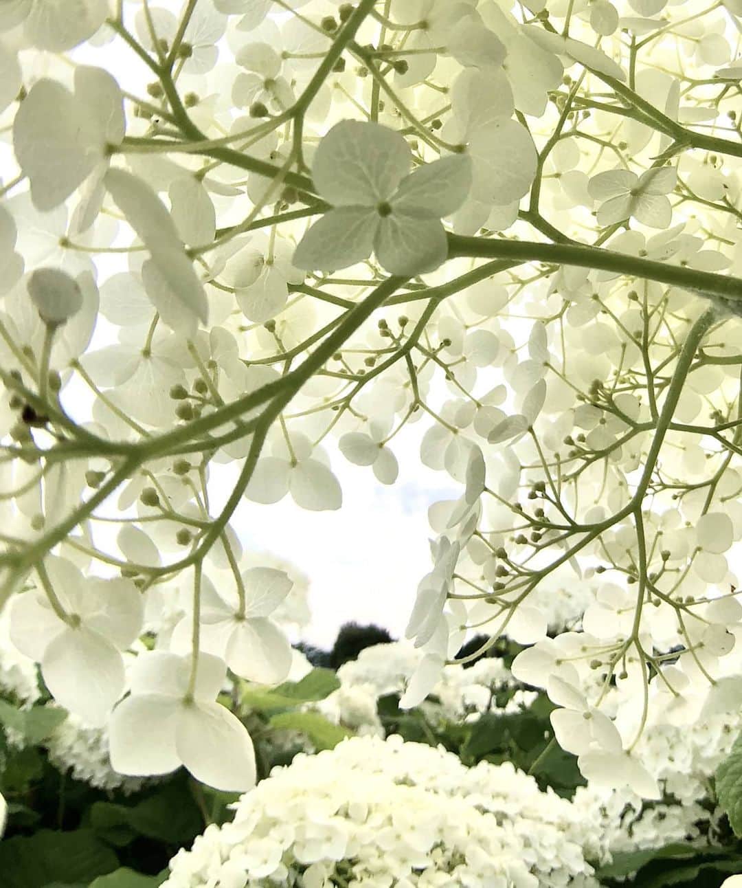 masayaさんのインスタグラム写真 - (masayaInstagram)「Inside of hydrangea #Annabel #あじさい  #flowers #flower #紫陽花」5月28日 20時58分 - moonlightice