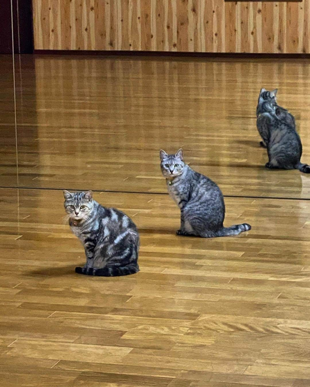 PECOねこ部さんのインスタグラム写真 - (PECOねこ部Instagram)「「鏡に写って4匹ニャ」 . #真っ暗な部屋の #明かりをつけたら💡 #2匹でソーシャルディスタンスしてたって… #猫の世界にも #広まっているらしい👀 . 素敵な投稿してくださったのは… @riko_rai_chacha さん 他にも素敵なお写真がたくさんあるので、ぜひ遊びに行ってみてくださいね♪  #ペコねこ部 をつけて投稿すると… PECOのSNSで楽しくご紹介させていただきます😋  #ねこ #猫 #ネコ #ねこ部 #にゃんこ #かわいい #cat #cats #catsofinstagram #cats_of_instagram #catstagram #kawaii #meow #catlover #アメリカンショートヘア#Americanshorthair #アメショ #アメショー」5月28日 21時00分 - pecocats