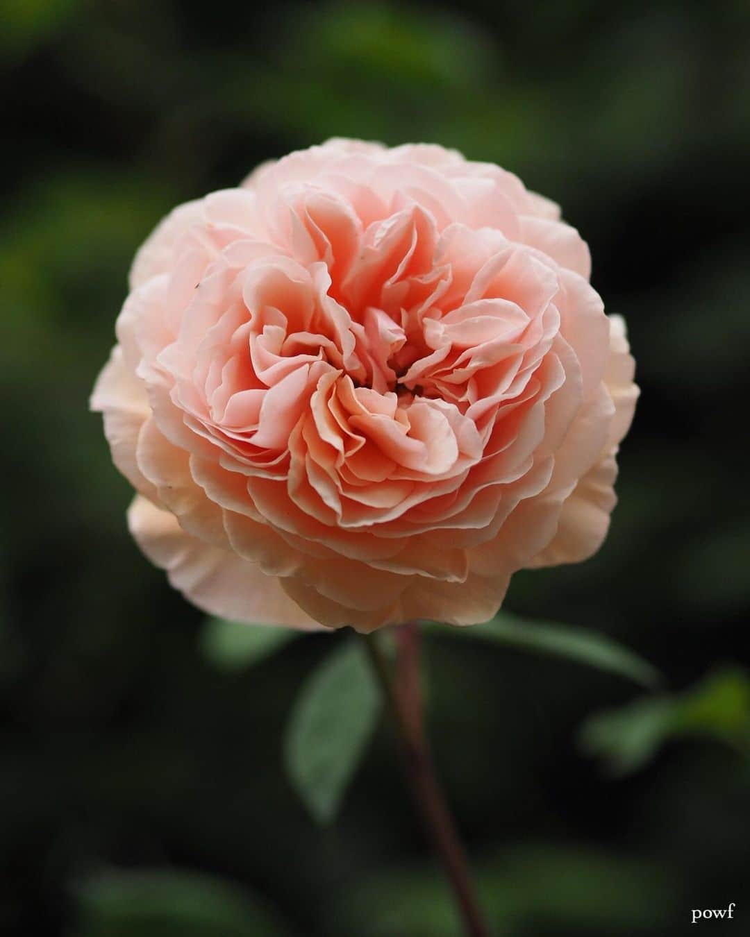 anemone_69のインスタグラム：「. 一年前に訪れた植物園のバラ。 また撮りに行きたいな。 . . #rose #バラ #薔薇 . . .」