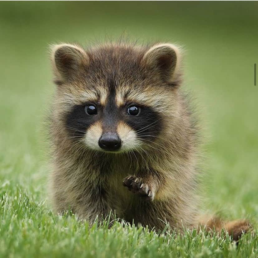 Baby Animalsさんのインスタグラム写真 - (Baby AnimalsInstagram)「I really want a baby raccoon!! 😍」5月29日 6時46分 - thebabyanimals