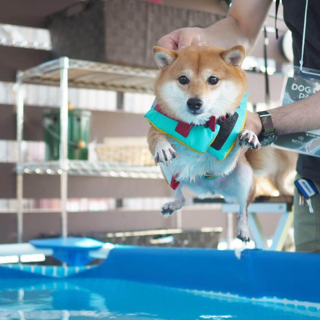 豆柴にこちゃんさんのインスタグラム写真 - (豆柴にこちゃんInstagram)「🐶 おはよー いつかのプール。 泳ぐとみんな困り顔になるからかわいい😄 . 今年の夏はいけるかな⛱ . にこは別に行きたくないと思ってる。 . #柴犬#豆柴#pecoいぬ部#犬#わんこ#犬#ここ柴部#shibainu#dog#mameshiba#pecotv#shiba#いぬのきもち部#しばいぬ#しばけん#こいぬ#シバイヌ#いぬ#イヌ#ペット#日本犬#子犬#puppy#pet#시바견#강아지#개#barked#9gag」5月29日 7時42分 - nikochan.mame48