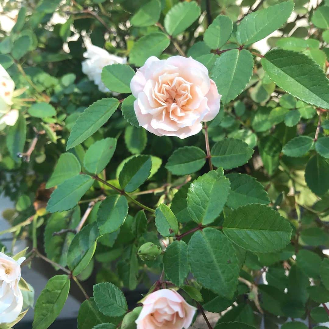 日暮愛葉さんのインスタグラム写真 - (日暮愛葉Instagram)「そしてうちの薔薇、ほんとにこの10年で1番咲いてる。 肥料を足したのがよかったのかも。ラベンダーもローズマリーも凄いし。 #flowers #roses #rose #wish #hope #pray #miniroses #薔薇 #バラ #ミニバラ #ミニ薔薇 #希望 #願い」5月29日 8時10分 - aiha_higurashi