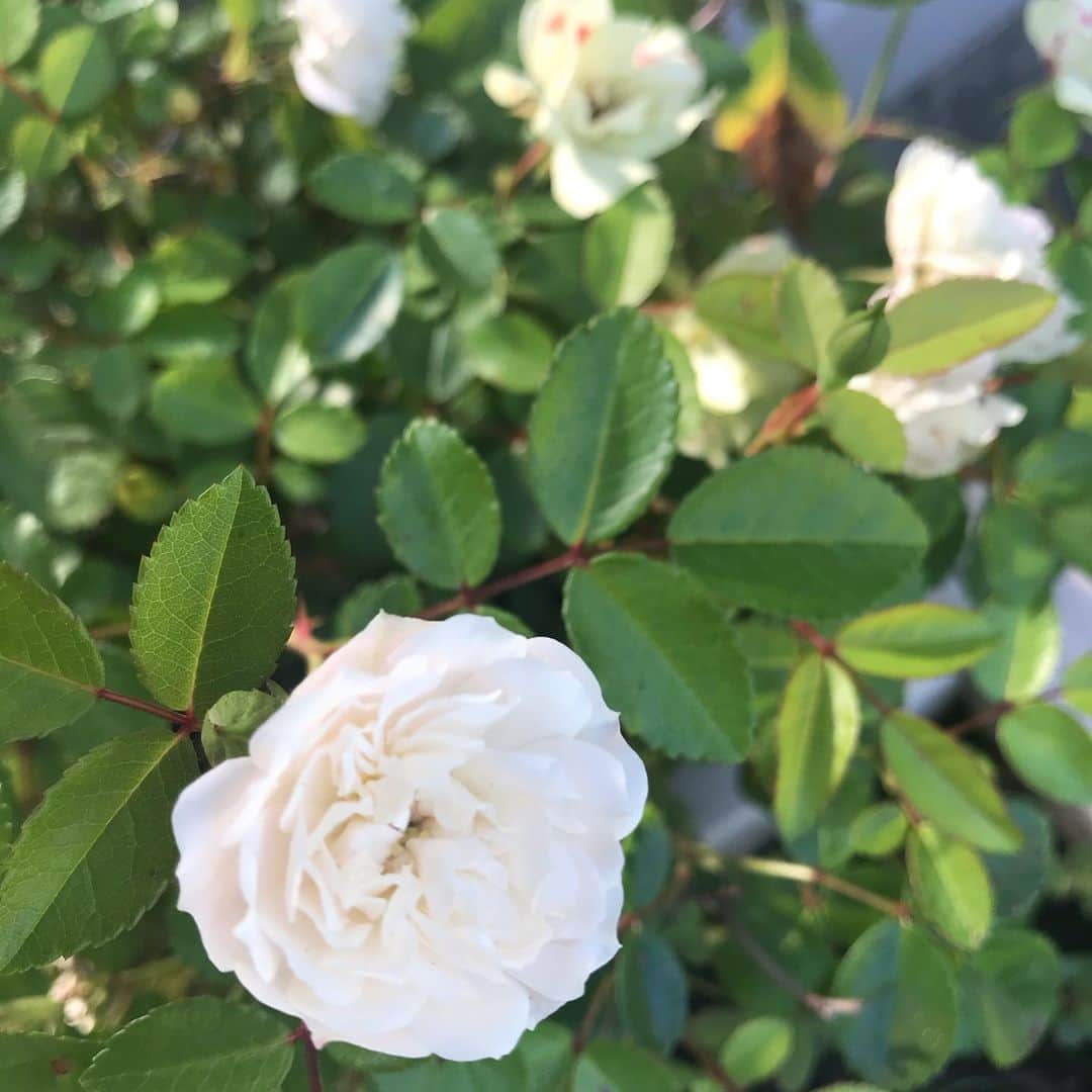 日暮愛葉さんのインスタグラム写真 - (日暮愛葉Instagram)「そしてうちの薔薇、ほんとにこの10年で1番咲いてる。 肥料を足したのがよかったのかも。ラベンダーもローズマリーも凄いし。 #flowers #roses #rose #wish #hope #pray #miniroses #薔薇 #バラ #ミニバラ #ミニ薔薇 #希望 #願い」5月29日 8時10分 - aiha_higurashi