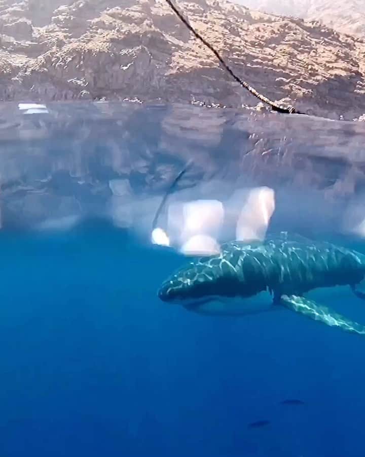 WildLifeのインスタグラム：「🎥 @jalilnajafov . . #greatwhiteshark #shark #sharks #greatwhite #greatwhitesharks」