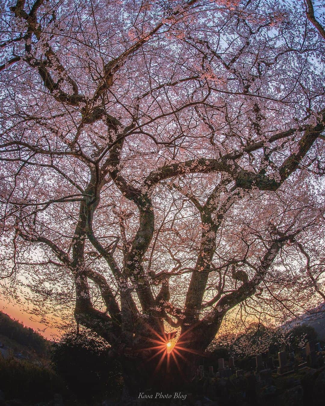 コサさんのインスタグラム写真 - (コサInstagram)「朝に染められる桜 . Location:奈良 Nara / Japan Date:2020.4.4 . #桜 #奈良 #ap_japan_member #japan_bestsunset #unlimitedsunset #igsunset #sunset_super_pics #sunset_minas #Japan_Daytime_View #colore_de_saison #sorakataphoto  #art_of_japan_ #tokyocameraclub #dpj_member #team_jp_ #IG_PHOS #photo_jpn #ptk_japan #pt_life_ #bestjapanpics #Lovers_Nippon #YourShotPhotographer #Impressive_gallery #light_nikon #Lap_2020 #写真を止めるな #Rox_Captures #LBJ_VIP #kf_gallery_vip #japan_bestpic_」5月29日 8時11分 - kosa_photo