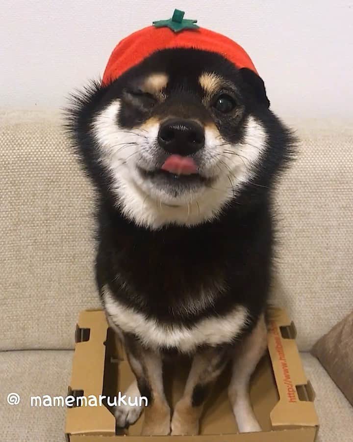 まめ丸のインスタグラム：「* * パタパタトマト🍅🐶💓 * dancing tomato🍅🐶💓 * #ちょっとくまさんみたいなぼく #おやつほしくてパタパタ * #柴犬#豆柴#柴#黒柴#犬#ふわもこ部#しばいぬ#いぬのきもち#shiba#shibainu#shibastagram#shibadog#puppy#instadog#dogstagram#dog#instashiba#petstagram#pet#cutepetclub#blackshiba#강아지#멍스타그램#doglover#ilovemydog#weeklyfluff#まめ丸かぶりもの」
