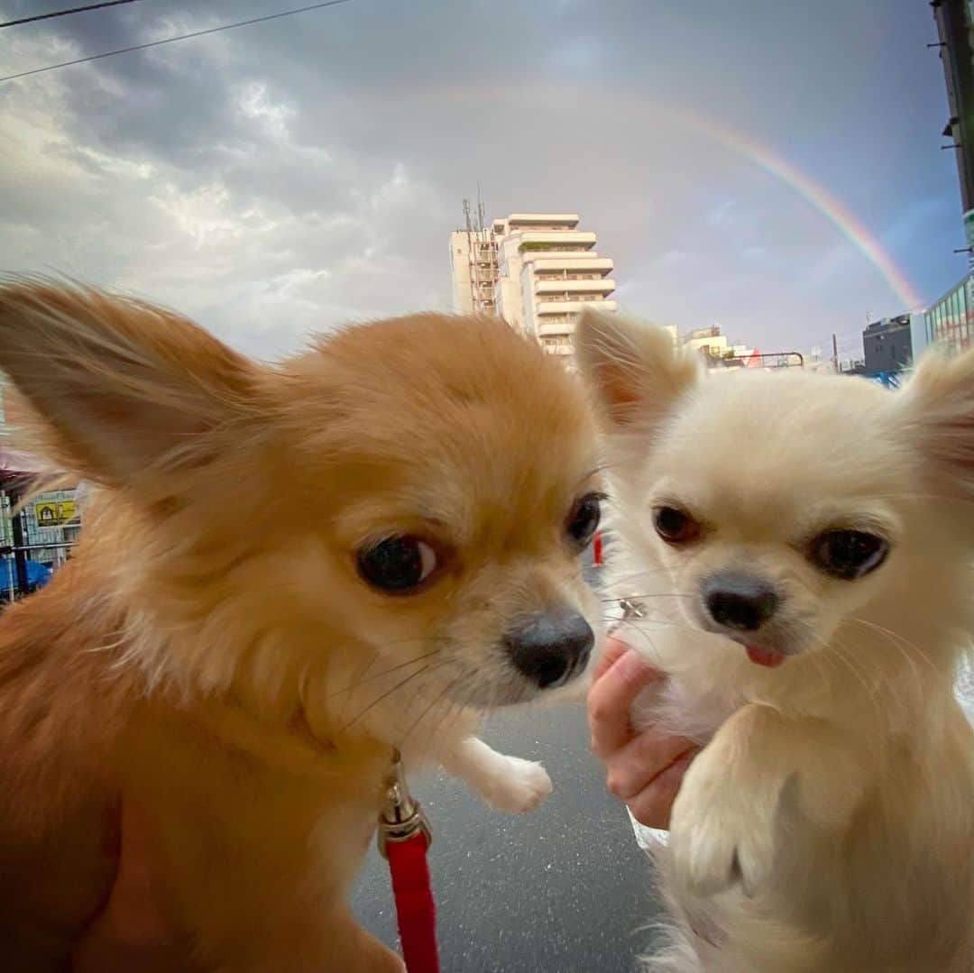 味岡ちえりさんのインスタグラム写真 - (味岡ちえりInstagram)「夕方の散歩途中で突然の雨に見舞われツイてないなー …と、長いこと雨宿りしてたけど、まさか虹が見えるなんて‼️ ラッキー🤞‼️✨ と、単純な私🌈❤️ ・ ・ ・ ビチャビチャになったチャビンとコビンは、帰宅後シャンプーしてフワフワになった〜😎 ・ ・ ・ ボンゴは朝散歩だったので、夕方散歩はお留守番でした🏠 ・ ・ ・ #味岡ちえり #bongo #chabin #cobin #犬好き #dogs🐶  #ブラタンチワワ #チワワ #ロングコート #ブラックタン #クリームホワイト #セーブルホワイト #多頭飼いチワワ  #chihuahua  #dogstagram  #犬がいる暮らし #犬がいないと生きていけない  #多頭飼い #お散歩 #虹 #rainbow #下北沢  #shimokitazawa」5月28日 23時15分 - chieri0103