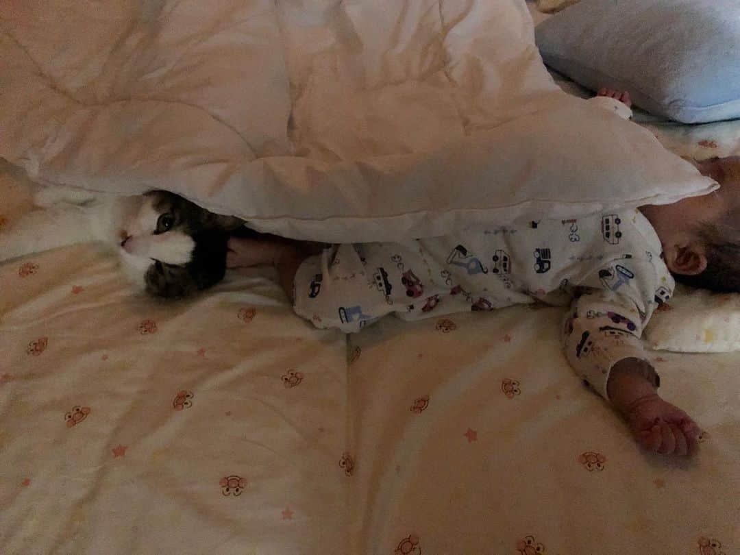 久保田夏菜さんのインスタグラム写真 - (久保田夏菜Instagram)「実家の猫、ちい。  赤ちゃんの布団に入り込んで 一緒に寝てた。  普段は、布団には もぐらない派の猫なのに。  遊び相手になってくれるかな。  #赤ちゃんと猫　#猫と赤ちゃん #保護猫　#みんなのもり」5月28日 23時15分 - kanakubota0805