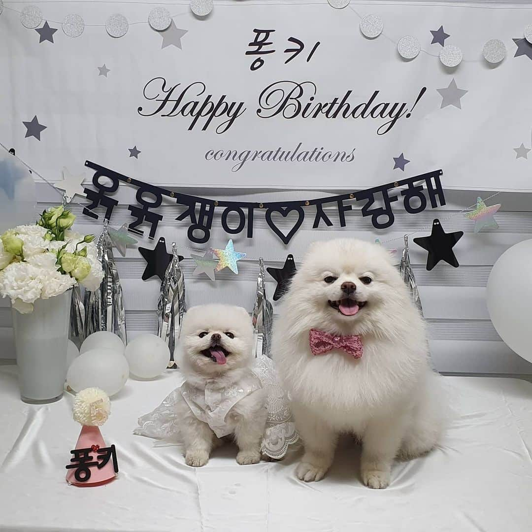 thesoy_yoonsoさんのインスタグラム写真 - (thesoy_yoonsoInstagram)「. 퐁키 생일 축하해주셔서 넘 감사드려요♡ 축하 많이 받아서 100년 거뜬할 것 같아용ㅎㅎㅎ . 라이브 함께해 주신분들께도 넘 감사해요 전쟁같은 라이브였ㅋㅋㅋㅋ 하 이게 무슨일인지ㅋㅋㅋㅋ . 감사합니당♡♡♡」5月28日 23時59分 - thesoy_yoonso