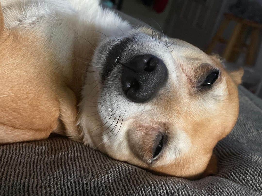 Jack Barakatのインスタグラム：「i think i accidentally named him little mans」