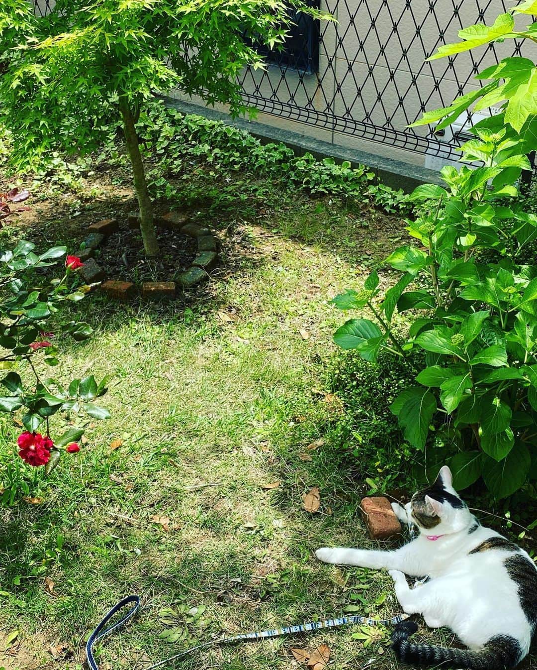 野口健さんのインスタグラム写真 - (野口健Instagram)「今日もトカゲを捕まえるの2度も失敗。一回は加えかけたけれど逃げられ…。どうして捕まえられないのだろう…と少し落ち込み気味のチョモさんでした。  #野口健」5月29日 0時40分 - noguchiken8848
