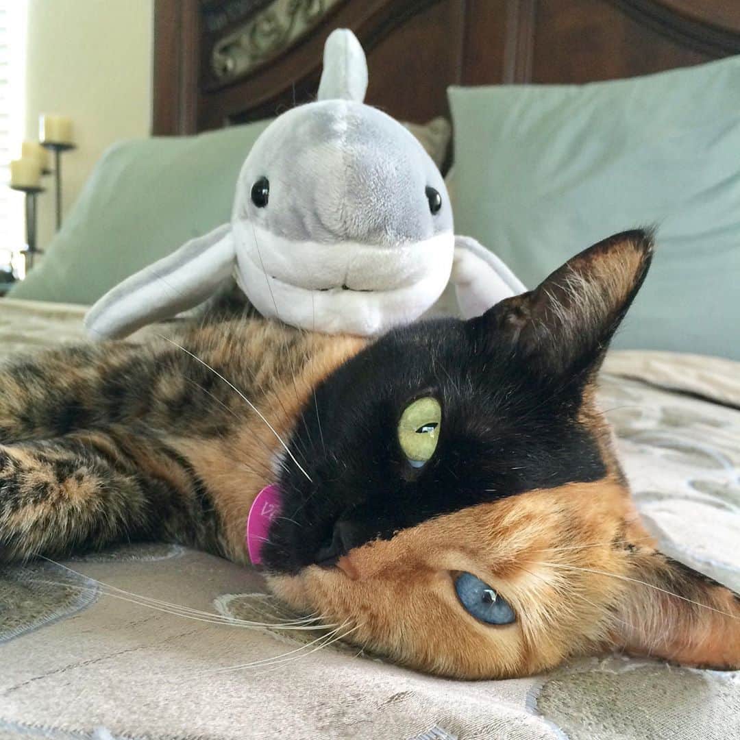 Venus Cat さんのインスタグラム写真 - (Venus Cat Instagram)「#tbt Can you guess the year? #unlikelyfriends #unusualfriends #sharksarefriendsnotfood #weeklyfluff」5月29日 0時59分 - venustwofacecat