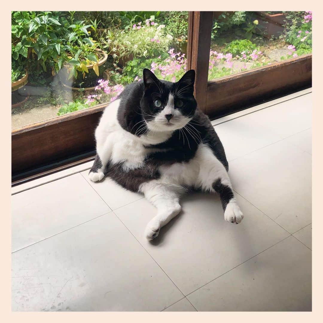 パンといっぴきのインスタグラム：「#元保護猫 #ハチワレ #白黒猫 #blackandwhitecat #tuxedocat」