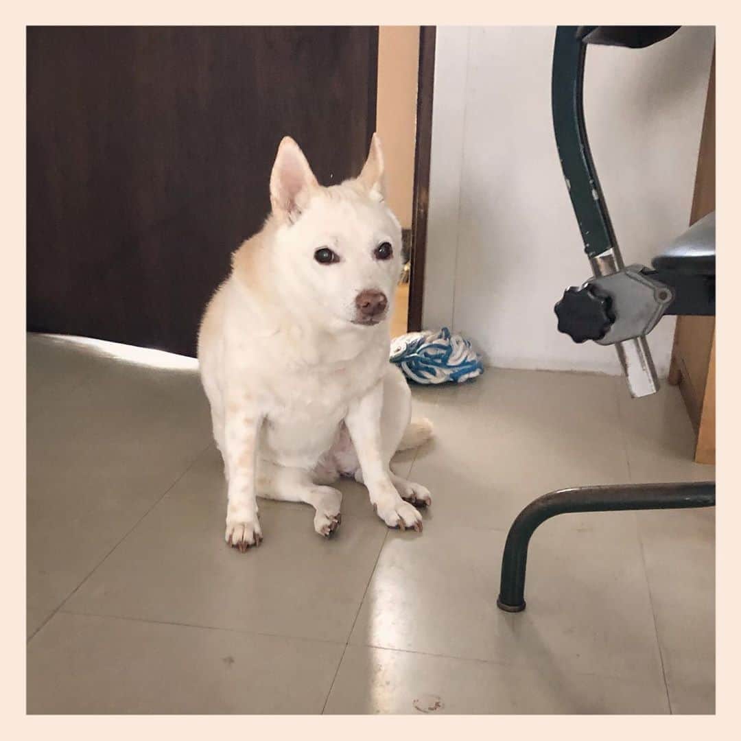 パンといっぴきのインスタグラム：「#元保護犬 #雑種犬 #crossbreed #mixdog」