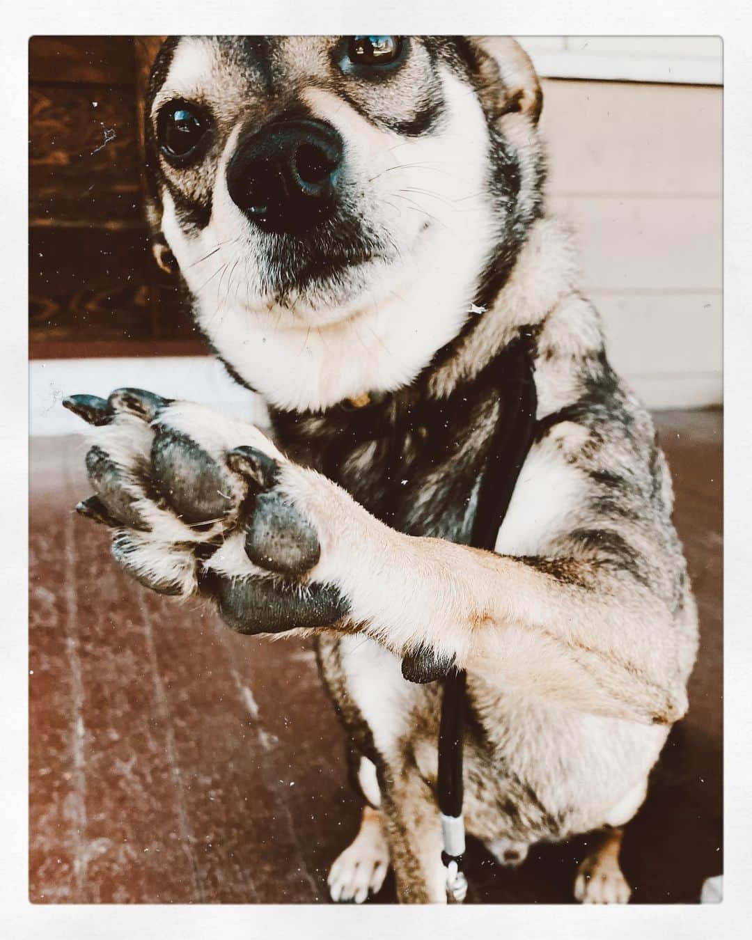 カミラ・マーシャルのインスタグラム：「SOX wanted to say HEY and GIVE a HI-FIVE to anyone who needs it TODAY... • • • 📸 by: SOX’s MA #dogsofinstagram #porchlife #itsanewday #breathe #mydogiscute」