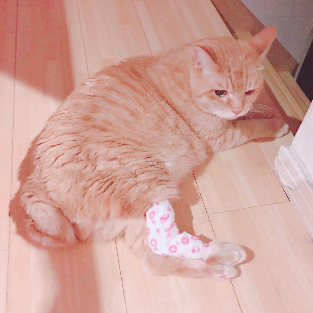 すずきあすかさんのインスタグラム写真 - (すずきあすかInstagram)「手術が終わったワウくん🐈 麻酔でボーッとしててしばらく声も出なかったけどもう大丈夫。よかった。  #すずき家の猫 #すずきけのねこ #寿松木家の猫 #猫 #cat #catstagram⠀ #ねこ #ネコ」5月29日 2時10分 - suzukiasukadesu