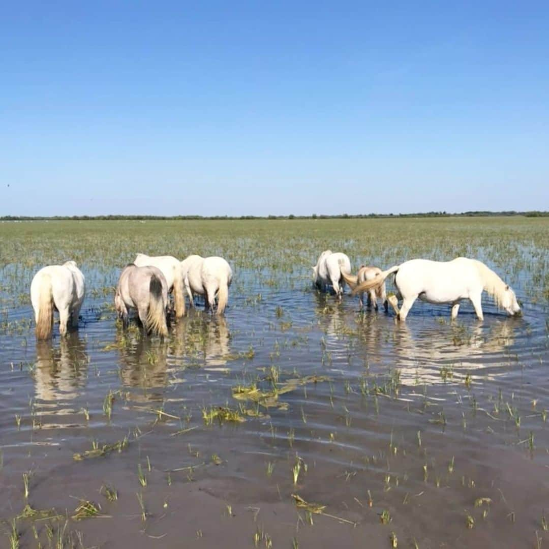 ラボッテガーディアンさんのインスタグラム写真 - (ラボッテガーディアンInstagram)「Pendant ce temps en Camargue. La photo supprime instantanément 🦟 et arabis ☺️ #camargue #chevalcamargue #labottegardiane #gatdian #cowboylife #cowboys #wildhorses #camarguehorse #southoffrance 📷@julien_bourjaillat」5月29日 2時10分 - labottegardiane