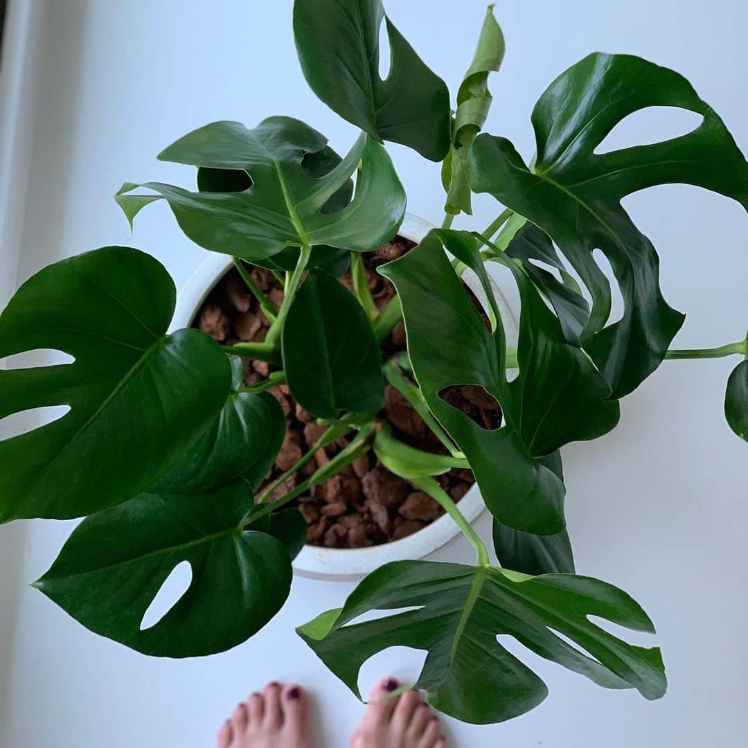 mitsuxmitsu24のインスタグラム：「Monstera * * 毎朝、植物チェックとお花の水をかえるのが 朝のルーティン。 裸足が気持ちいい季節好きだな。 * * #花のある暮らし  #植物のある暮らし  #朝のルーティン #リビングルーム」
