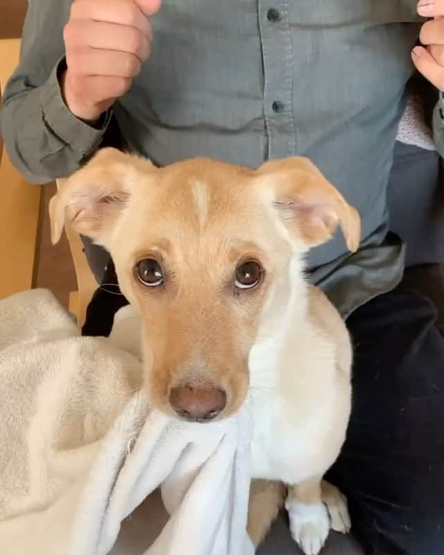 DogsOf Instagramのインスタグラム：「“Sammy is doing a trust fall with his favorite blanket and plushie. I can’t get over how cute he is. I love him so much 😭 ❤️” writes @fairytrails  #dogsofinstagram」
