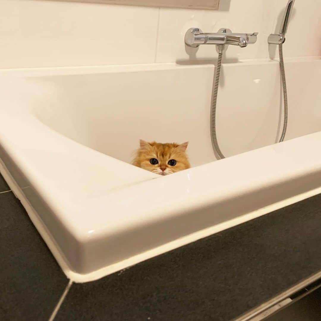 のインスタグラム：「When there’s a hairy beast in your bathtub.」