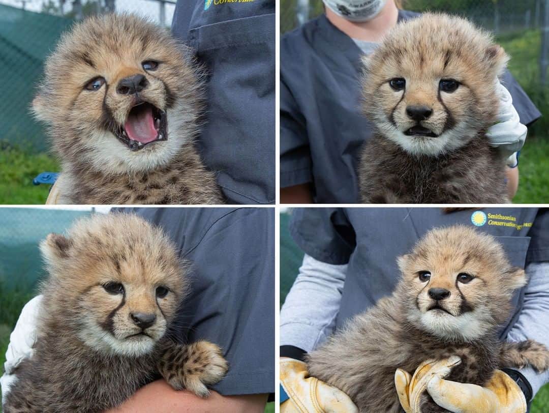 スミソニアン国立動物園のインスタグラム