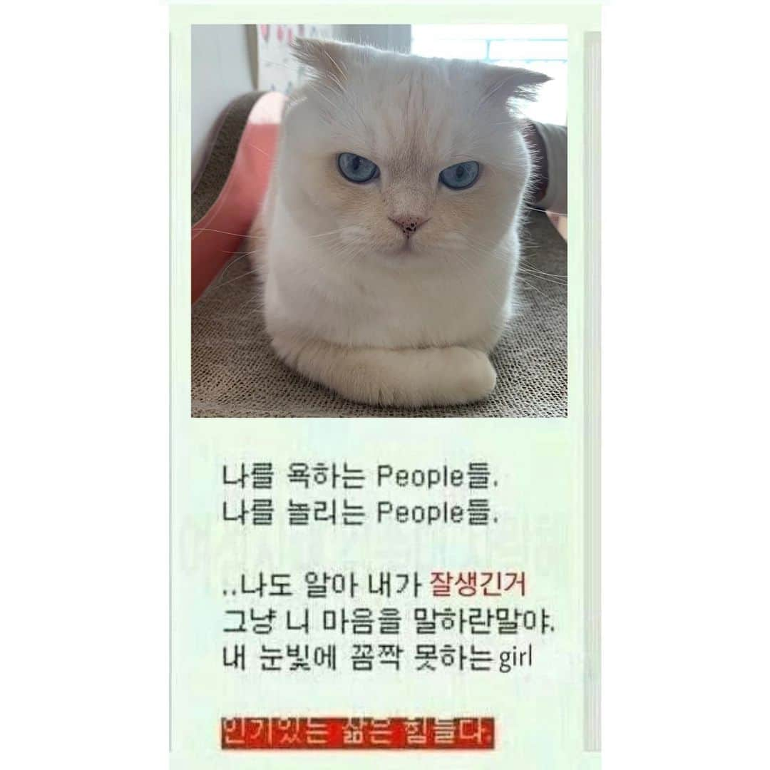 SoonMooさんのインスタグラム写真 - (SoonMooInstagram)「ㅅㅅr2월드 갬성,,,⭐️ 스타Cat의 삶은 피곤스,,,ㅋㅋㅋㅋㅋ #싸이월드 #일촌맺어요~❤️ #순무 #SoonMoo」5月29日 16時04分 - soonmoo_cat