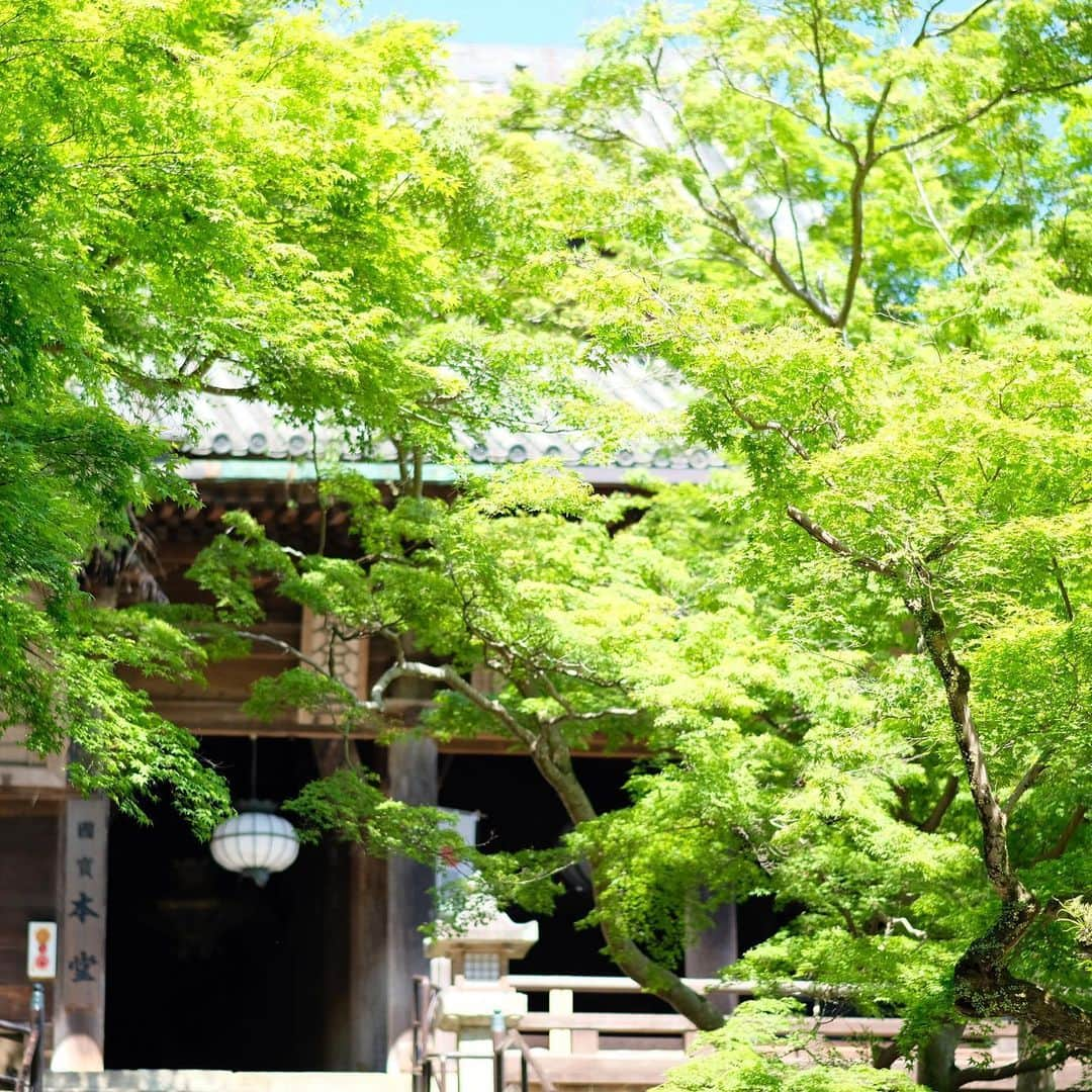 奈良 長谷寺 / nara hasederaさんのインスタグラム写真 - (奈良 長谷寺 / nara hasederaInstagram)「初瀬路や思わぬかたにいざなわれ ふかくたづぬる山ほととぎす 　#明智光秀 #光秀 が壊したとされる#門坊寺 そこにあった仁王像が長谷寺に来たとされています。その時に詠んだ歌でしょうか？夏のこの時期に長谷寺にお参りをされてるのかもしれません。  It is a poem by Mitsuhide Akechi.  Did he also come to @hase_dera at this time of summer?  #長谷寺 #奈良長谷寺 #総本山長谷寺 #花の御寺 #奈良 #hasedera #hasederatemple #temple #japan #japanesetraditional #pilgrimage #nara #tourism #sightseeing #japanesetemple #西国 #西国三十三所 #霊場 #巡礼 #四寺巡礼 #長谷寺が好き #麒麟がくる」5月29日 16時15分 - hase_dera