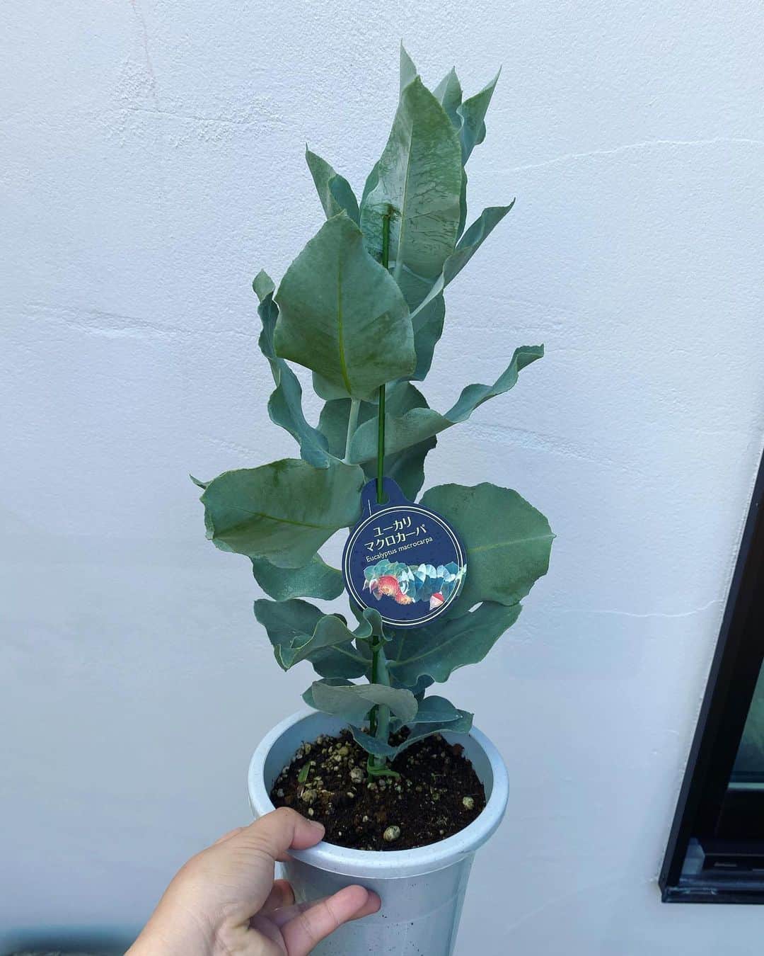 MILLE ECLAT.のグルメインスタ