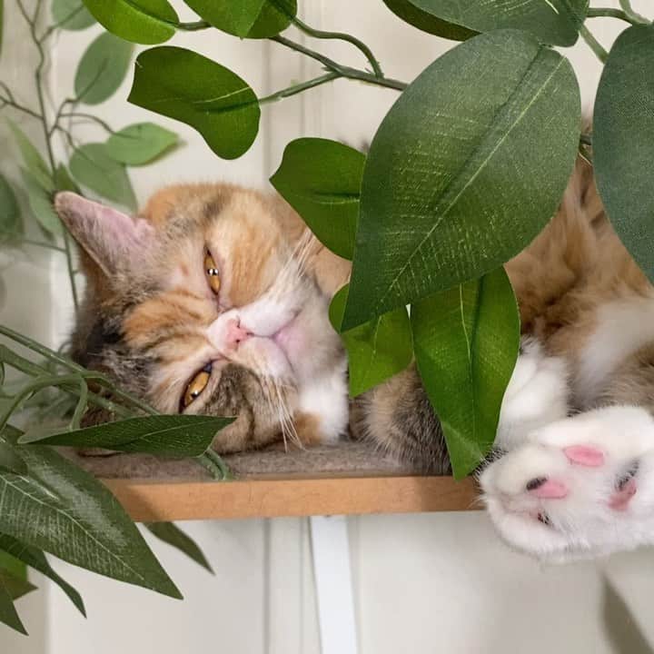 Tinaのインスタグラム：「Wheezy living her best cat life 👏🏻」