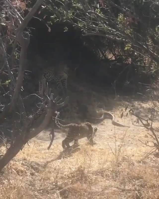 WildLifeのインスタグラム：「Leopard vs Python 🐍 Video by @lucygferris」