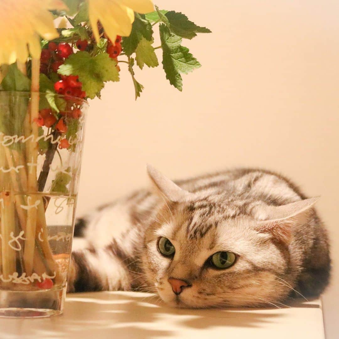 Alain アランさんのインスタグラム写真 - (Alain アランInstagram)「Hi! I enjoy relaxing.  My mom uses Lightroom App for retouching this pic. Beautiful💐😽. * 写真のレタッチに、スマホアプリ版のLightroomを使ってみました。 写真は以前、EOSで撮ったもの。 きれいですねー。お花💐とアラン😽が（笑）。どこまでも親バカ。 #いぬねこすたグランプリ * #catstagram #cat_features  #topcatphoto #cutepetclub #catsofinstagram #ig_catclub #cats_of_world #meowsandwoofs #meowvswoof#nc_cuties #excellent_cats #catstocker  #bestmeow #magnificenteowdels#bestcats_oftheworld#INSTACAT_MEOWS #peco #animalsco#mofmo#みんねこ#ふわもこ部 #lovelycatonline」5月29日 9時01分 - alain_cat
