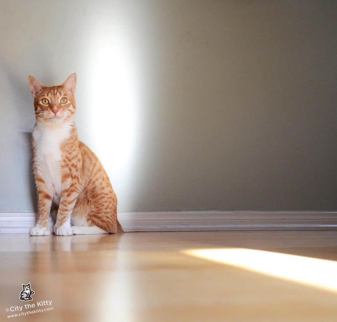 City the Kittyさんのインスタグラム写真 - (City the KittyInstagram)「Shine on. ❤️🐾 Hope all of you are well and doing ok. #shineon #seethelight #stopdeclawing」5月29日 9時31分 - citythekitty