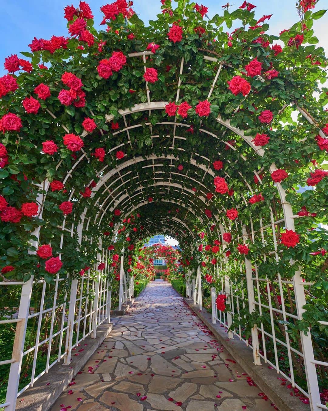 ホテル ニューオータニさんのインスタグラム写真 - (ホテル ニューオータニInstagram)「Stunning rose arch in Red Rose Garden, Hotel New Otani Tokyo. #FutureTravelGuide #ForbesTravelGuide @forbestravelguide ﻿ ﻿ ローズのアーチを抜けるとそこは、32種3万輪のバラが咲き誇るホテルニューオータニの「レッドローズガーデン」。(現在臨時クローズ中)#オータニローズガーデン ﻿ ﻿ ◇ホテルニューオータニは、お客さまの安心・安全を第一に考慮し、館内衛生強化に努めながら宿泊及びレストランの営業を行っております。詳細はプロフィールより公式ウェブサイトをご確認ください。」5月29日 10時02分 - hotelnewotanitokyo