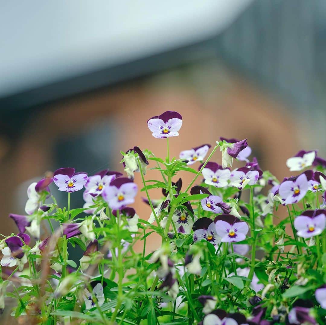 Meiji Gakuin/明治学院大学/明学さんのインスタグラム写真 - (Meiji Gakuin/明治学院大学/明学Instagram)「本当は皆さんにも見てもらいたい！ 白金キャンパスに咲く草花たち🌸  さわやかな風が心地よい今日この頃🍃 一番過ごしやすい季節かもしれません😌  いつかきっと、みなさんと…  #明治学院大学 #白金キャンパス #明治学院 #勉強 #大学 #明学 #学生 #写真 #受験生 #がんばれ受験生 #がんばれ明学生 #東京カメラ部　#ステイホーム #おうち時間 #meijigakuin #university #japan #tokyo #yokohama #photography #photographer #stayhome」5月29日 10時09分 - mguniv