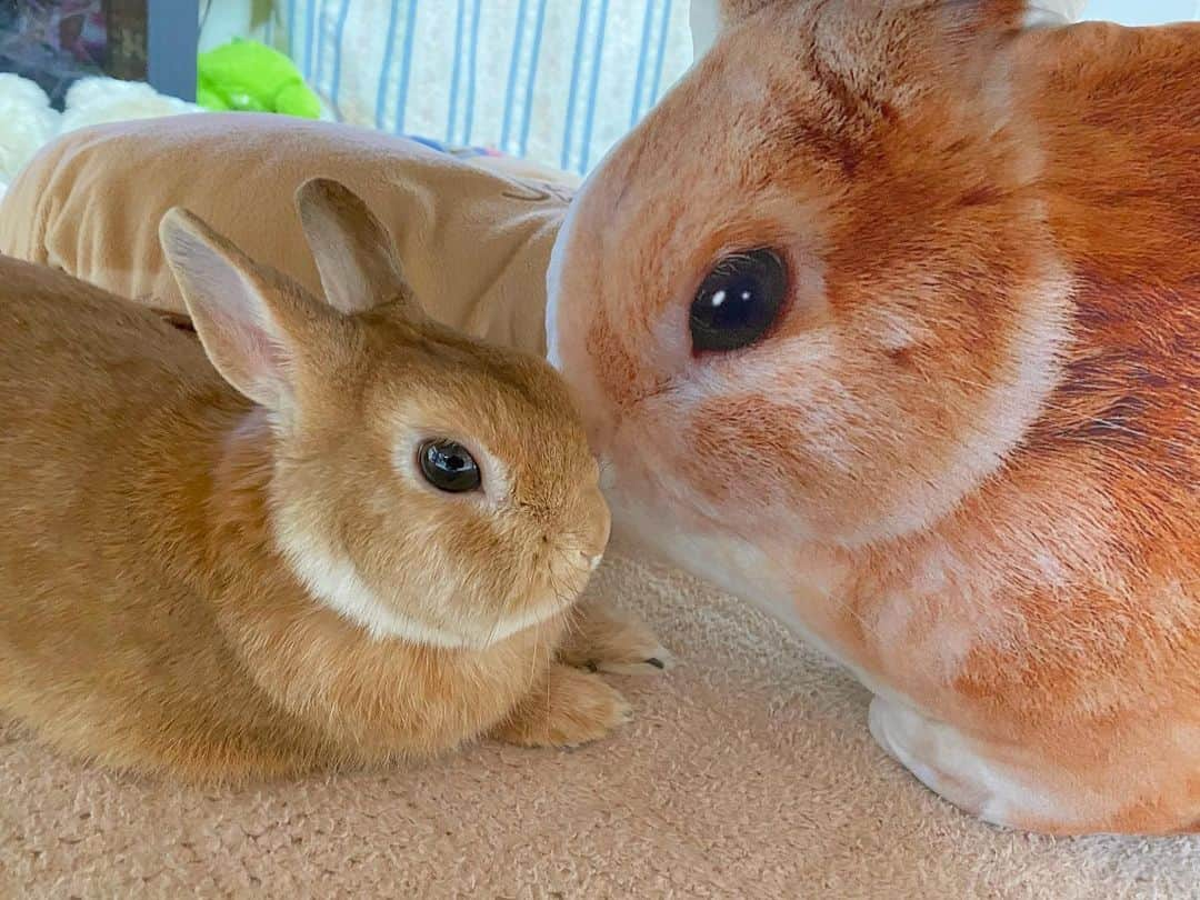 ラン?さんのインスタグラム写真 - (ラン?Instagram)「大きな分身さん🐰 お友達だと思ってるかな？(∩^ω^∩) チュッチュしてるけど♡ Aisdelu様(@aisdelu.japan) で作ってもらったクッション♡ 時に、、ママんの枕になるけど( *´꒳`* )(笑) ☆ 10％OFFのクーポンコード【ig10off】でGETしよう(^-^) ☆  #Aisdelu #aisdeluクッション #うちのこクッション #思い出クッション #オリジナルクッション #ペットクッション  #うさぎ #ネザーランドドワーフ #rabbit #bunny #bunnystagram  #rabbitstagram  #cute  #かわいい #ふわもこ部  #もふもふ  #zip写真部  #アニマル写真部 #instagramjapan #netherlanddwarf #うさぎと暮らす  #うさぎのいる暮らし #癒し #kawaii #ランちゃん  2020.05.29」5月29日 10時11分 - mofumofuusako