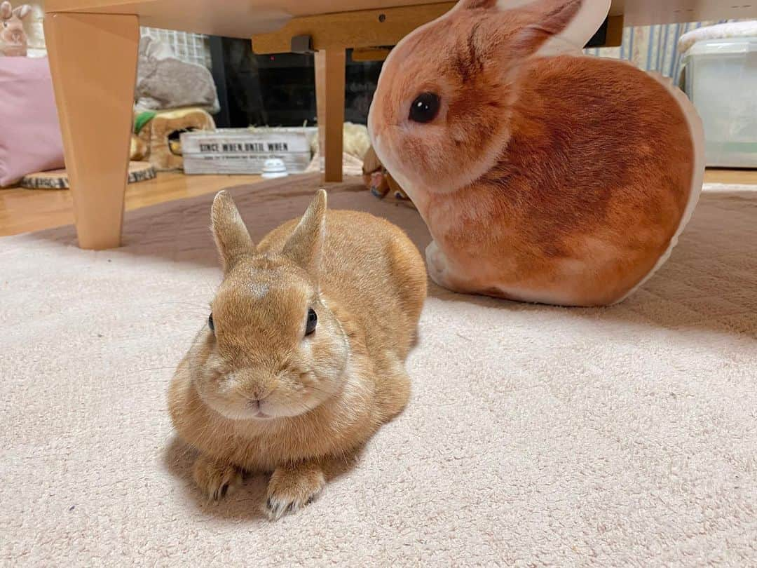 ラン?さんのインスタグラム写真 - (ラン?Instagram)「大きな分身さん🐰 お友達だと思ってるかな？(∩^ω^∩) チュッチュしてるけど♡ Aisdelu様(@aisdelu.japan) で作ってもらったクッション♡ 時に、、ママんの枕になるけど( *´꒳`* )(笑) ☆ 10％OFFのクーポンコード【ig10off】でGETしよう(^-^) ☆  #Aisdelu #aisdeluクッション #うちのこクッション #思い出クッション #オリジナルクッション #ペットクッション  #うさぎ #ネザーランドドワーフ #rabbit #bunny #bunnystagram  #rabbitstagram  #cute  #かわいい #ふわもこ部  #もふもふ  #zip写真部  #アニマル写真部 #instagramjapan #netherlanddwarf #うさぎと暮らす  #うさぎのいる暮らし #癒し #kawaii #ランちゃん  2020.05.29」5月29日 10時11分 - mofumofuusako