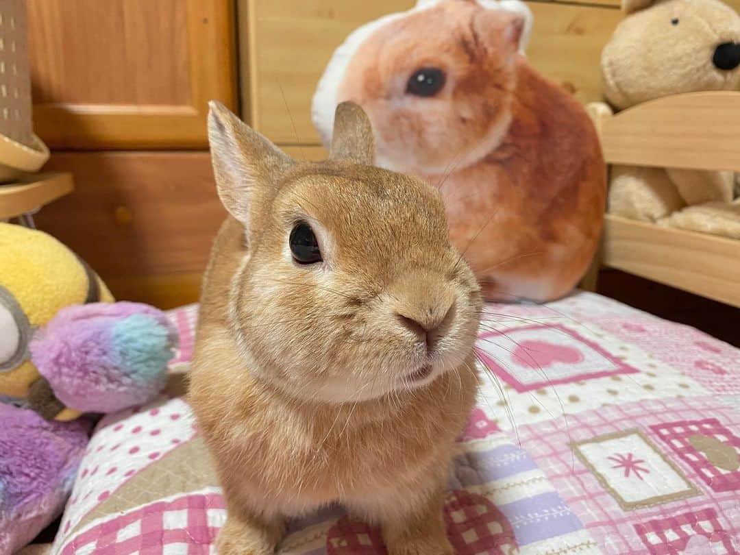 ラン?さんのインスタグラム写真 - (ラン?Instagram)「大きな分身さん🐰 お友達だと思ってるかな？(∩^ω^∩) チュッチュしてるけど♡ Aisdelu様(@aisdelu.japan) で作ってもらったクッション♡ 時に、、ママんの枕になるけど( *´꒳`* )(笑) ☆ 10％OFFのクーポンコード【ig10off】でGETしよう(^-^) ☆  #Aisdelu #aisdeluクッション #うちのこクッション #思い出クッション #オリジナルクッション #ペットクッション  #うさぎ #ネザーランドドワーフ #rabbit #bunny #bunnystagram  #rabbitstagram  #cute  #かわいい #ふわもこ部  #もふもふ  #zip写真部  #アニマル写真部 #instagramjapan #netherlanddwarf #うさぎと暮らす  #うさぎのいる暮らし #癒し #kawaii #ランちゃん  2020.05.29」5月29日 10時11分 - mofumofuusako