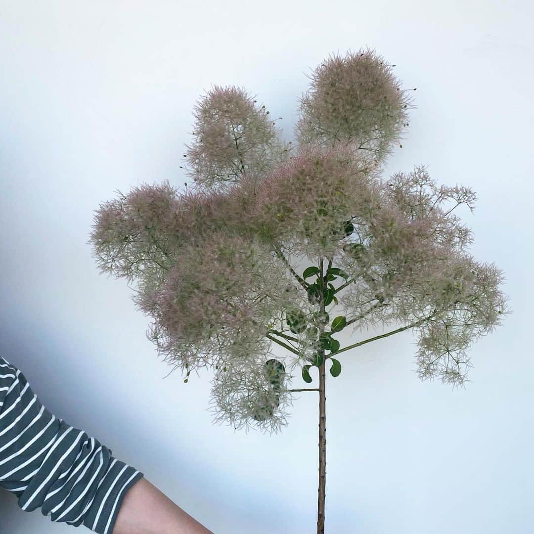 MILLE ECLAT.のグルメインスタ