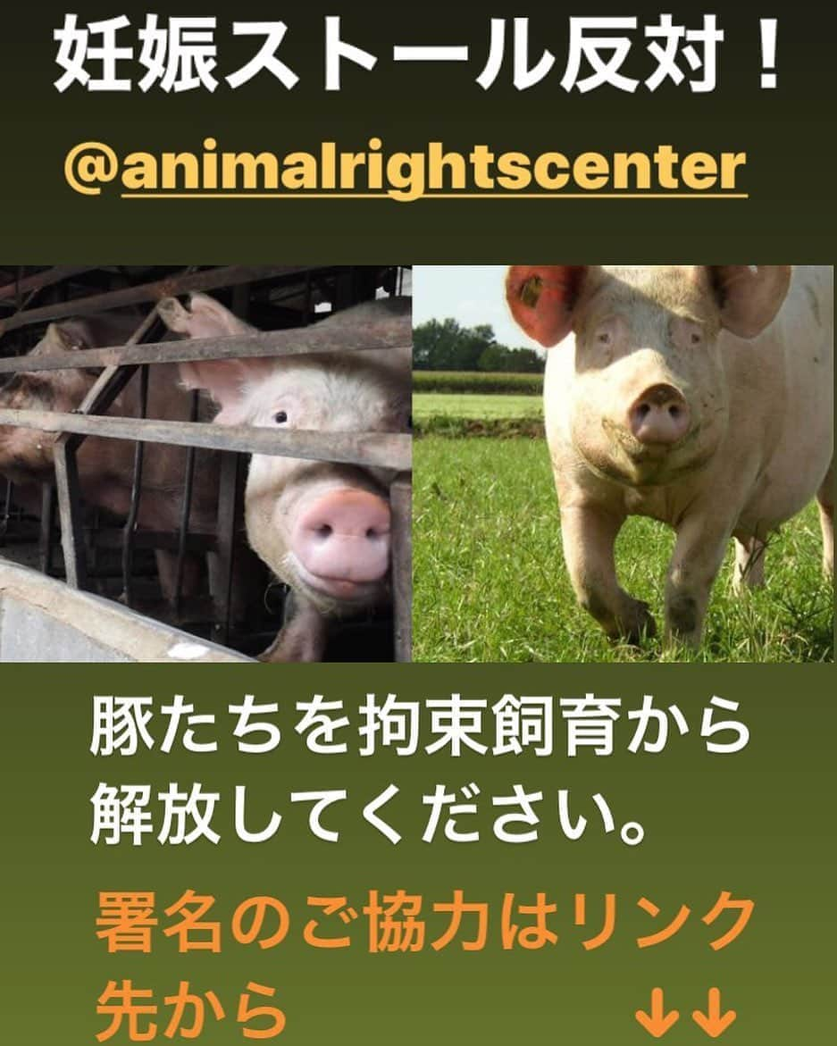 杉本彩さんのインスタグラム写真 - (杉本彩Instagram)「* * アニマルライツセンター さん @animalrightscenter  が募っている署名です。  いろんな方がサイトにメッセージを寄せています。  とても素晴らしいメッセージの数々は必読です。  私もメッセージを寄せていますので是非ご覧ください！  署名サイト https://savemotherpig.arcj.org/ * * ※プロフィールから私のアメブロに入っていただければ、リンクを貼っていますので署名サイトに入れます。  #妊娠ストール反対  #妊娠ストール #アニマルウェルフェア #放牧豚 #アニマルライツセンター #署名活動  #動物福祉」5月29日 10時42分 - sugimoto_aya0719