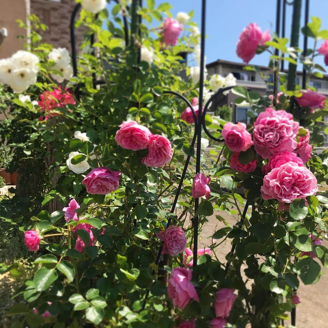 吉建ホームさんのインスタグラム写真 - (吉建ホームInstagram)「体感ハウスの薔薇🌹 植え替え完了(*´꒳`*) ーーーーーーーーーーーーーーーーーーー 『STAY HOMEで間取り無料相談』実施中‼︎ 是非、お気軽にお申し込み下さい♪ 詳細は弊社HPにて👍 ▶︎▶︎ @yoshikenhome ーーーーーーーーーーーーーーーーーーー  #注文住宅 #マイホーム #新築 #イベント #住宅 #家 #つるバラ #工務店 #stayhome #吉建ホーム #マイホーム計画 #おうち時間 #一戸建て #薔薇 #無料相談 #自由設計 #施工実例 #ガーデニング #ローズガーデン #外断熱 #高気密高断熱 #高断熱 #健康住宅 #アレルギー #地震 #地震に強い #モデルハウス #木造住宅 #いい家 #空気がきれい」5月29日 10時46分 - yoshikenhome