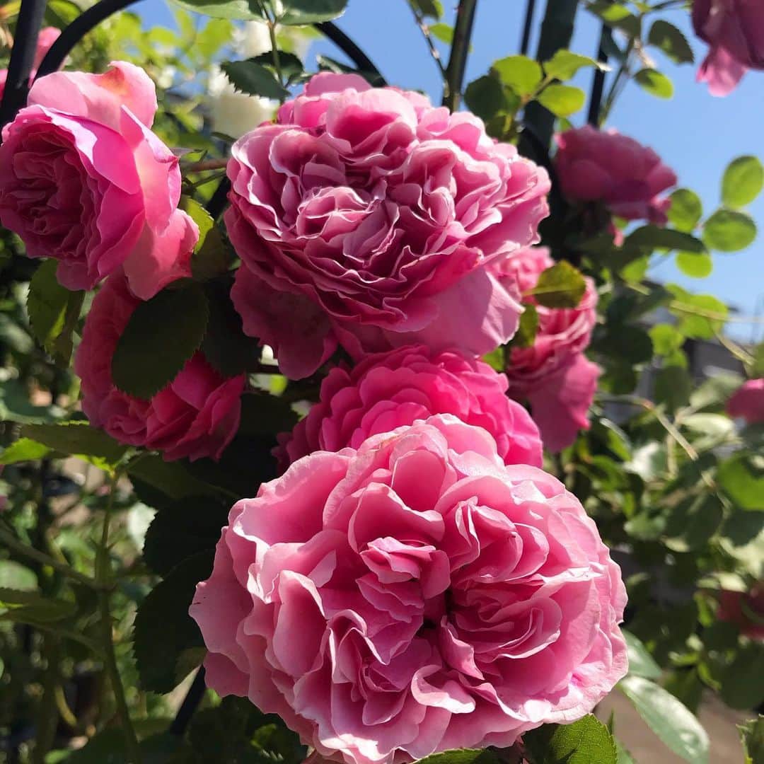 吉建ホームのインスタグラム：「体感ハウスの薔薇🌹 植え替え完了(*´꒳`*) ーーーーーーーーーーーーーーーーーーー 『STAY HOMEで間取り無料相談』実施中‼︎ 是非、お気軽にお申し込み下さい♪ 詳細は弊社HPにて👍 ▶︎▶︎ @yoshikenhome ーーーーーーーーーーーーーーーーーーー  #注文住宅 #マイホーム #新築 #イベント #住宅 #家 #つるバラ #工務店 #stayhome #吉建ホーム #マイホーム計画 #おうち時間 #一戸建て #薔薇 #無料相談 #自由設計 #施工実例 #ガーデニング #ローズガーデン #外断熱 #高気密高断熱 #高断熱 #健康住宅 #アレルギー #地震 #地震に強い #モデルハウス #木造住宅 #いい家 #空気がきれい」
