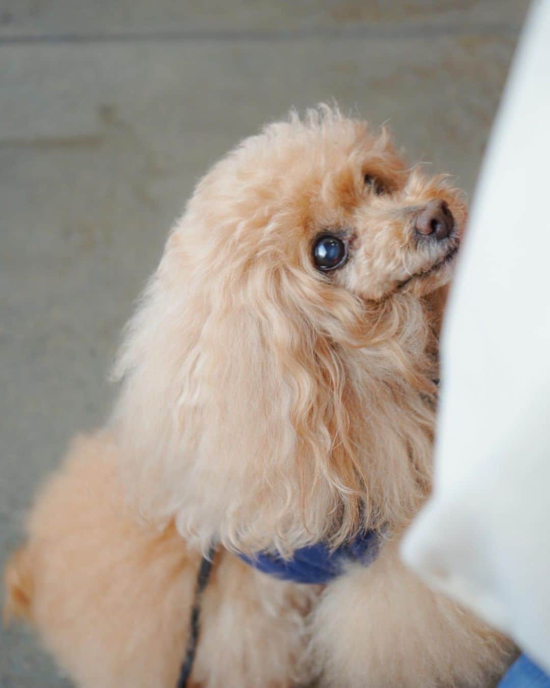 Toypoodle Mikuru?Asakusa Tokyoのインスタグラム：「20200529 Friday. Good morning! Friends 💕 今日はオニクの日だよ🍖 . 29(ニク)の日なので、 みくるの肉活もより一層気合が入ってました😂 . #あさんぽ #肉の日 #貪欲な要求」