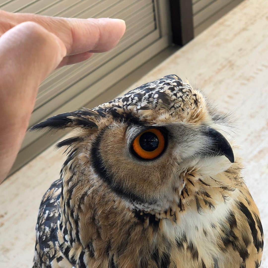 GEN3 Owlのインスタグラム：「ばれてない sneaking #owl #owlgaru」