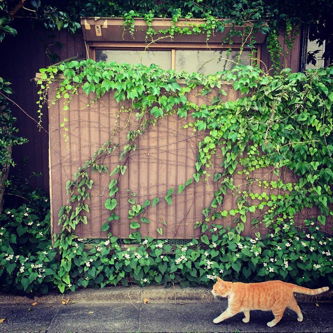 マシュー・チョジックさんのインスタグラム写真 - (マシュー・チョジックInstagram)「新しい友達できました 🐈👟 Made a new friend #散歩中 #東京 #Tokyo #onawalk #Japan #catstagram」5月29日 11時22分 - matthew_chozick