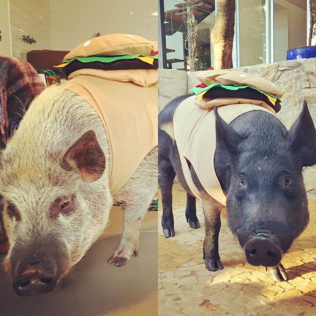 Jamonのインスタグラム：「#hamburgerday ... yes we like it! But only vegetarian burger. We’re friends and not food!  #jamonthepig #friendsnotfood #nerothepig #burgerday」