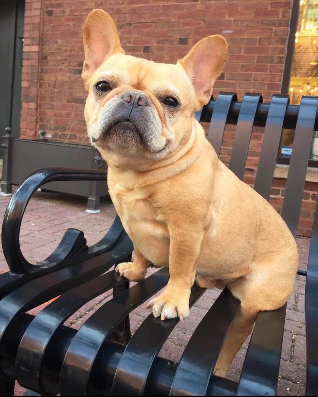 Hamlinのインスタグラム：「When you get outdoors for the 1st time in weeks but you forget how to use a bench. I even watched a bench sitting tutorial on YouTube and still failed. .......... #sittingishard #fail #springtime」