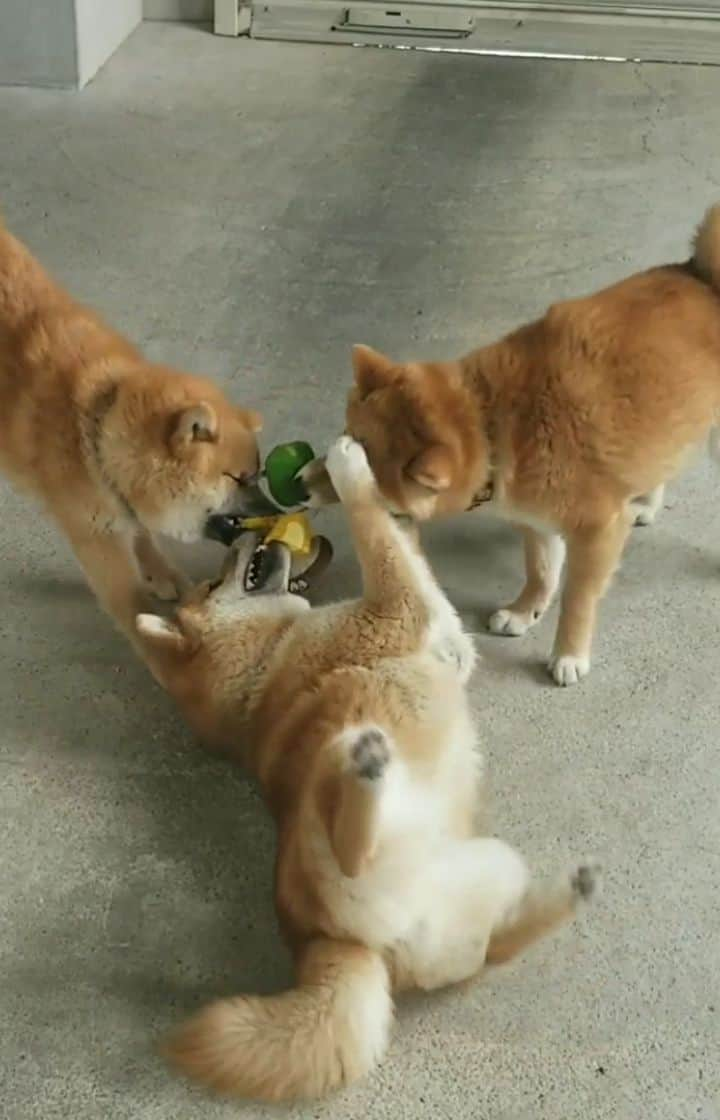 柴犬たま Shibainu Tamaのインスタグラム