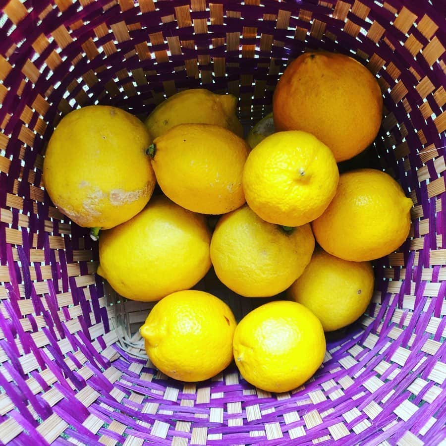 大宮エリーさんのインスタグラム写真 - (大宮エリーInstagram)「自家製レモン🍋ストック。 塩漬けにすべきか。 籠が🧺好き  #家庭菜園 #籠」5月29日 12時28分 - ellie_omiya