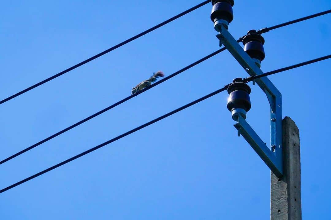 石山蓮華のインスタグラム：「リスは電線の上をツーっと走っていきました🐿 #いい電線 #電線 #電柱 #electric #リス #squirrel #electriccable #electricalwires #electricwire #electricwirecables  #wwwdc」