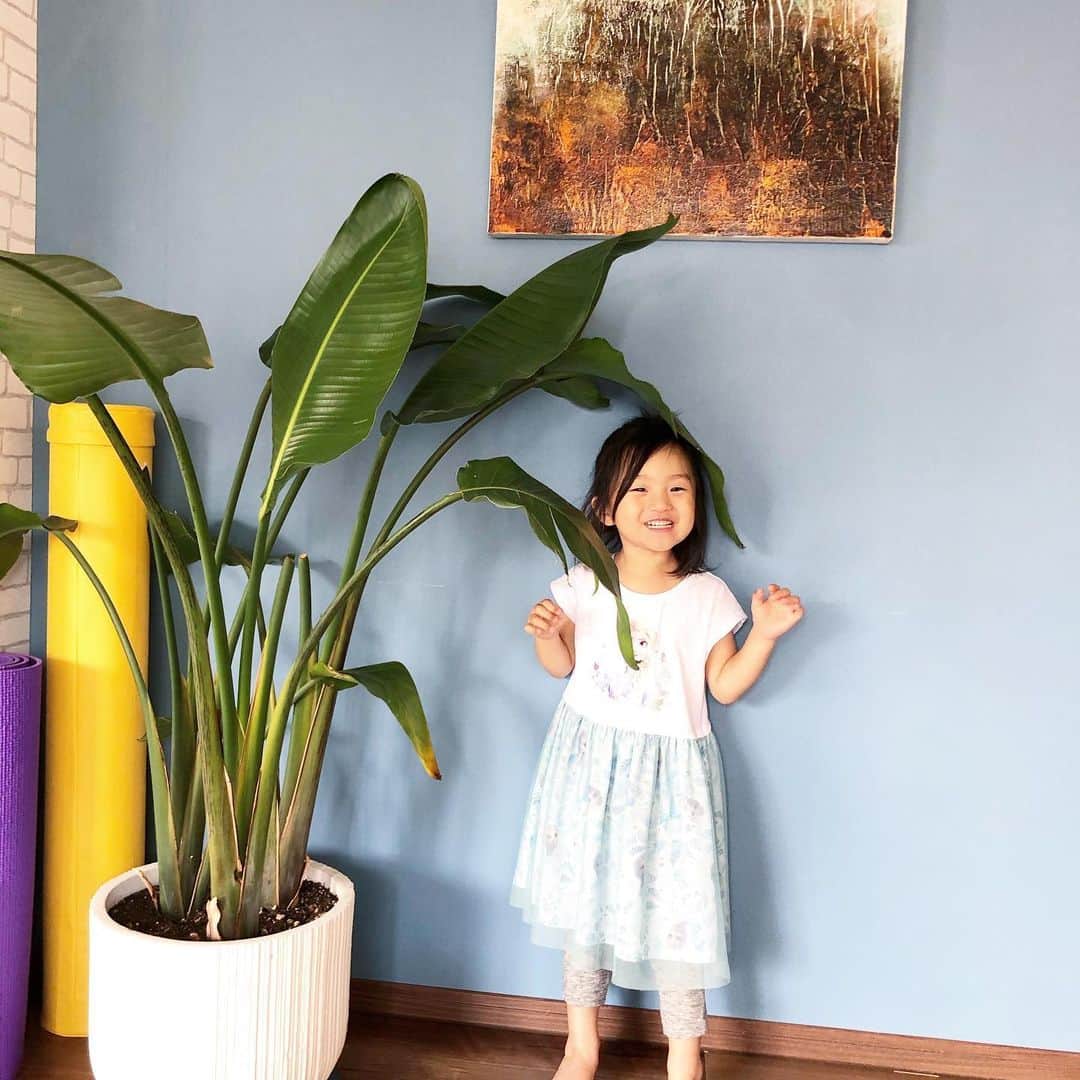 秋定麻紀子さんのインスタグラム写真 - (秋定麻紀子Instagram)「そろそろ向日葵🌻でも飾ろうかな。 でもそ前に紫陽花の季節か。」5月29日 13時20分 - makiakisada